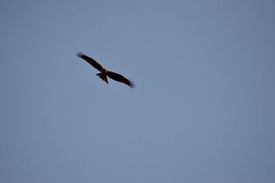 Low angle view of eagle flying against clear sky