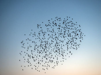 Low angle view of birds flying in sky