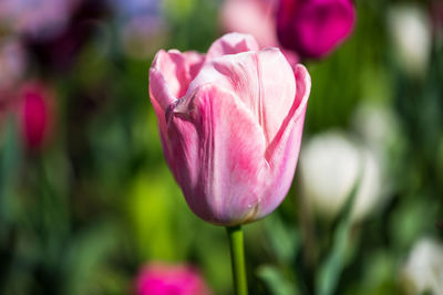 Close-up of pink tulip