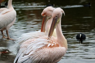 Pink pelicans on the lake shore