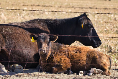 Cows in a field