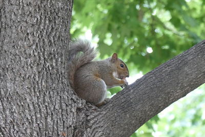 Squirrel on tree trunk