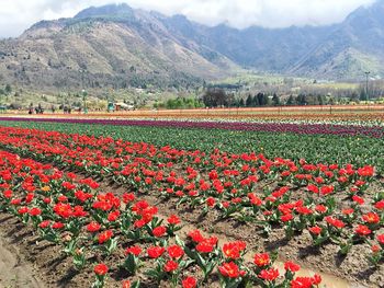 Multi colored flowers on landscape against sky