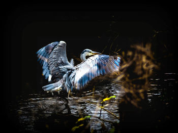 Birds flying over lake