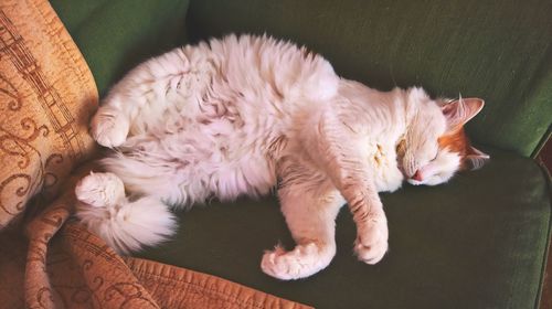 High angle view of cat relaxing on floor