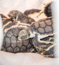 Close-up of animal shell