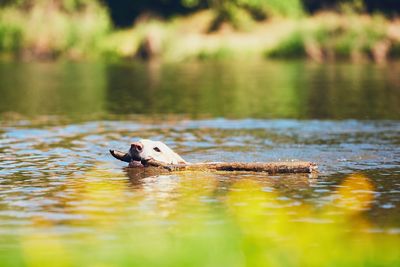 Close-up of dog swimming in lake