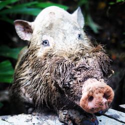 Close-up portrait of an animal