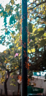 Low angle view of bamboo tree