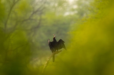 Bird on branch of tree