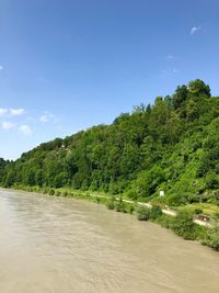 Scenic view of trees growing in forest against sky