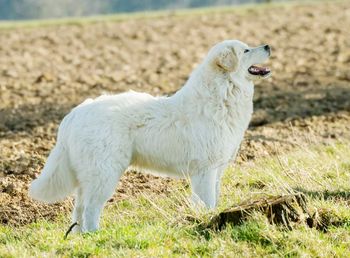 Close-up of dog on field