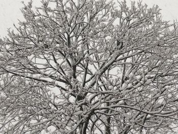 Low angle view of snow covered bare trees