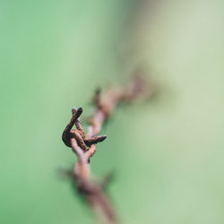 Close-up of lizard on plant