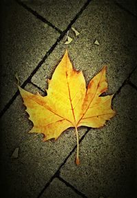 Close-up of dry leaves on ground