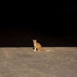 Cat sitting on floor at night