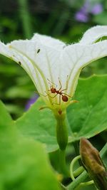 Close-up of insect on leaf