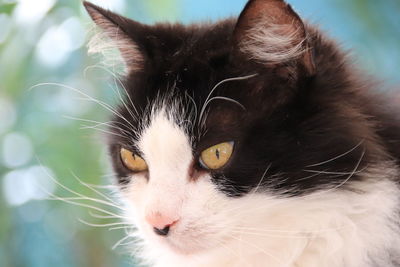 Close-up of cat looking away