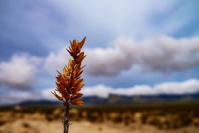 Close-up of flower growing in field against sky