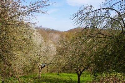 Scenic view of trees growing on field against sky