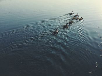 High angle view of ducks swimming in lake