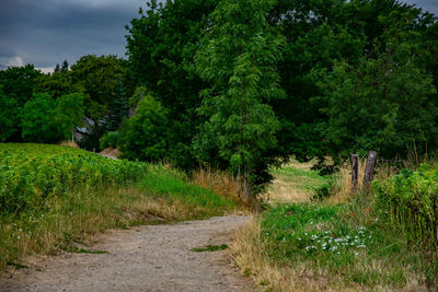 Road amidst trees against sky