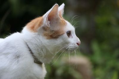 Close-up of a cat looking away