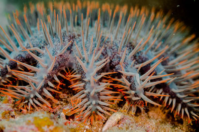 Close-up of crown of thorns in the sea