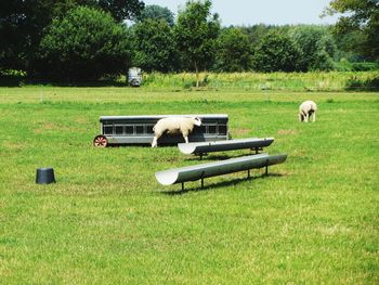 Dog grazing on field