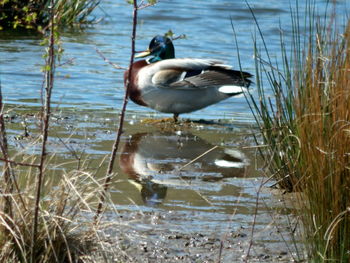 Ducks in a lake