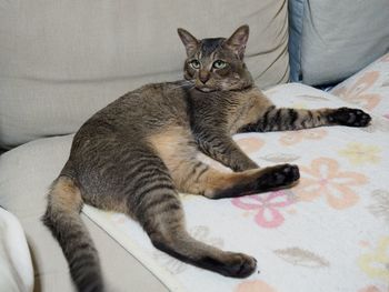 Portrait of cat lying on sofa