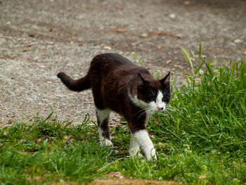 Full length of a cat walking on field