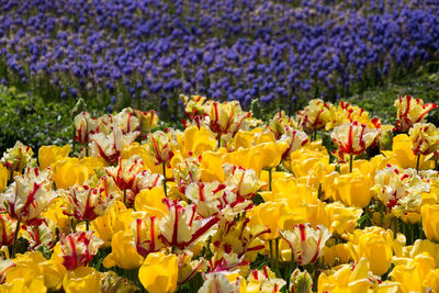 Close-up of yellow flowering plants on field