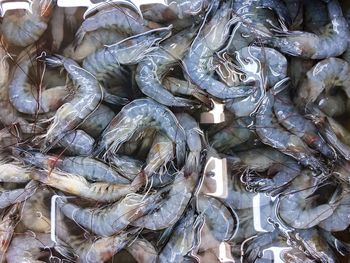 Close-up of crab for sale at market