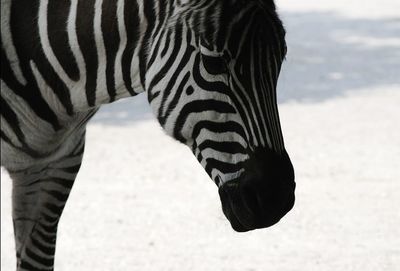 Zebra on shore against sky