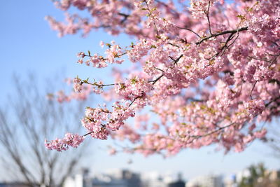 Low angle view of apple blossoms in spring