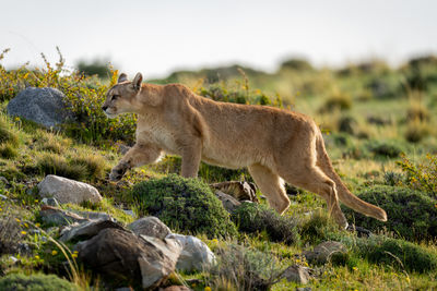 Female puma