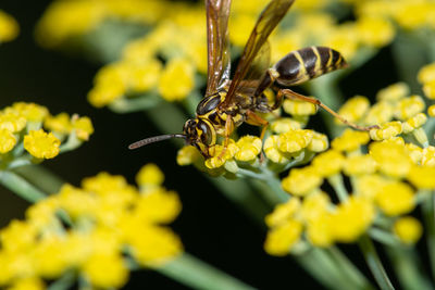 Close-up of insect on yellow flower