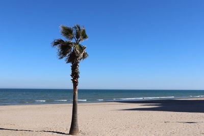 Palm tree on beach against clear blue sky