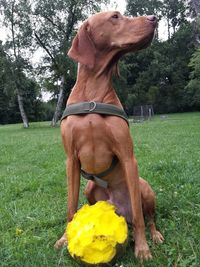 Dog and yellow flowers on grass