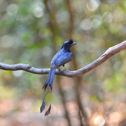 Close-up of bird perching on branch