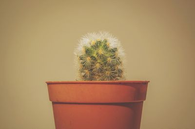 Close-up of cactus plant in pot