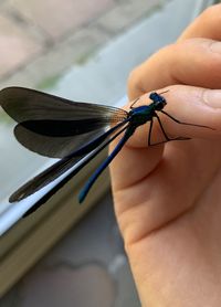 Close-up of hand holding insect