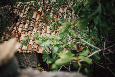 Close-up of stack of tree