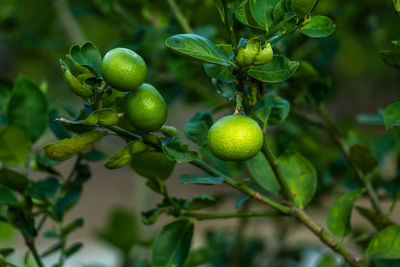 Close-up of fruits growing on tree