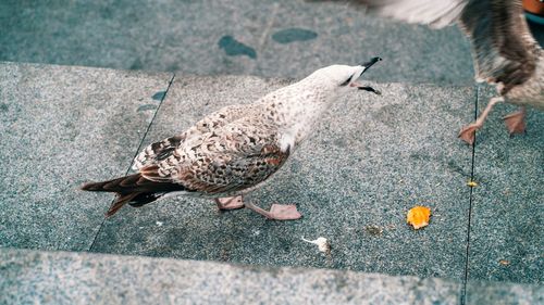 High angle view of birds feeding