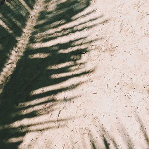 Shadow of palm leaf on field during sunny day