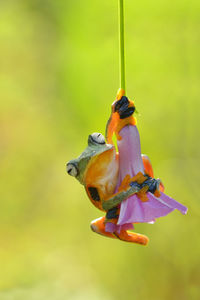 Close-up of tree frog on flower