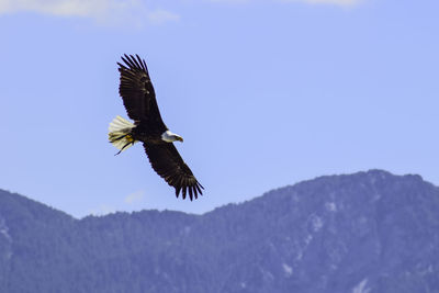 Low angle view of eagle flying in sky