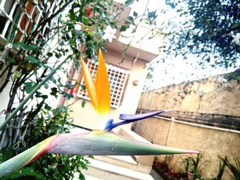 Close-up of flowering plant against building